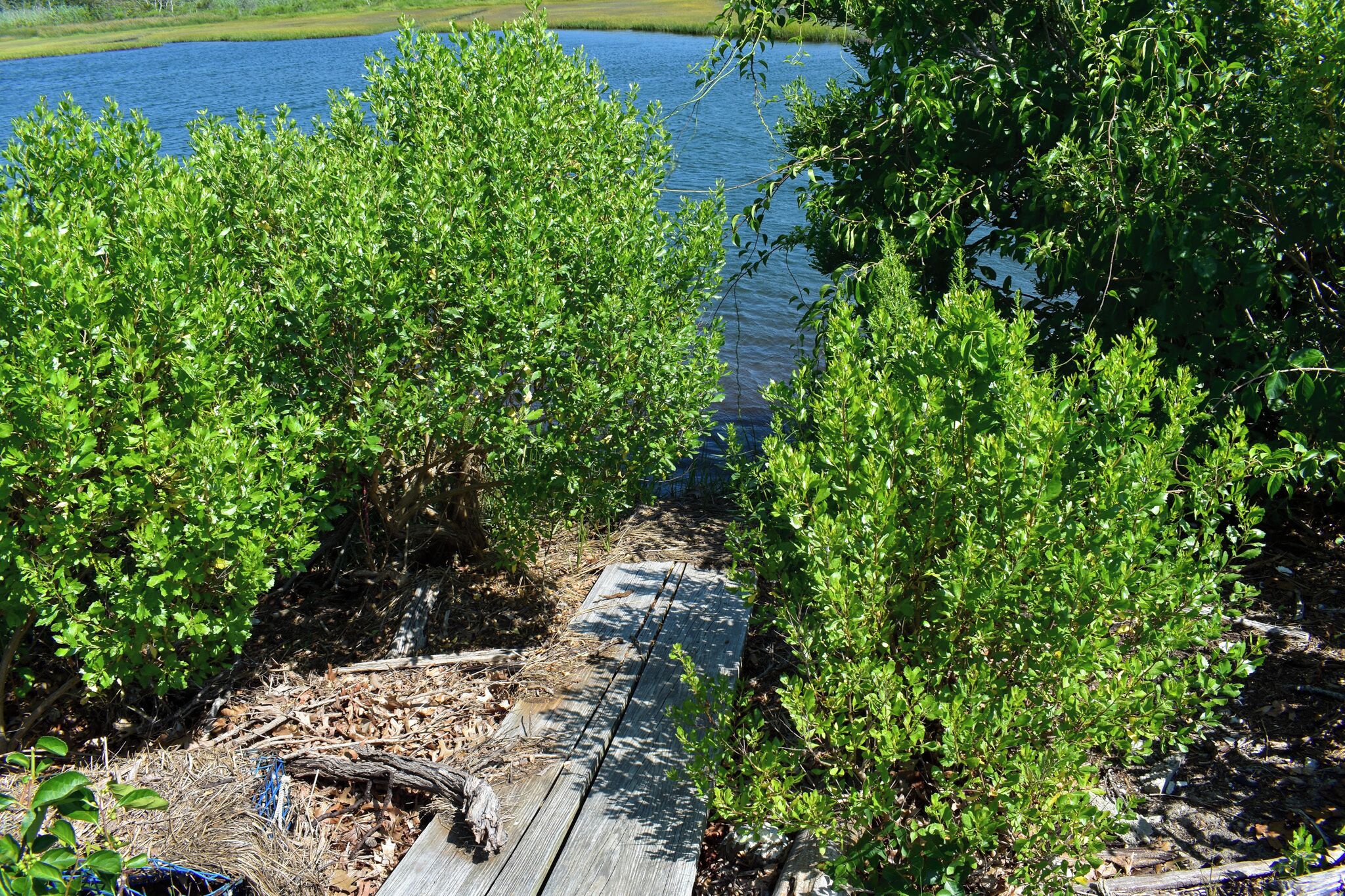 A wooden boardwalk leading to a body of water, surrounded by dense green foliage.