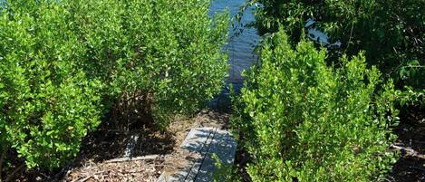 A wooden boardwalk leading to a body of water, surrounded by dense green foliage.