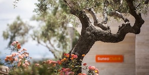 A tree with a sign reading 'Sunoco Club' in the background. - Althea Village Hotel (Chania)