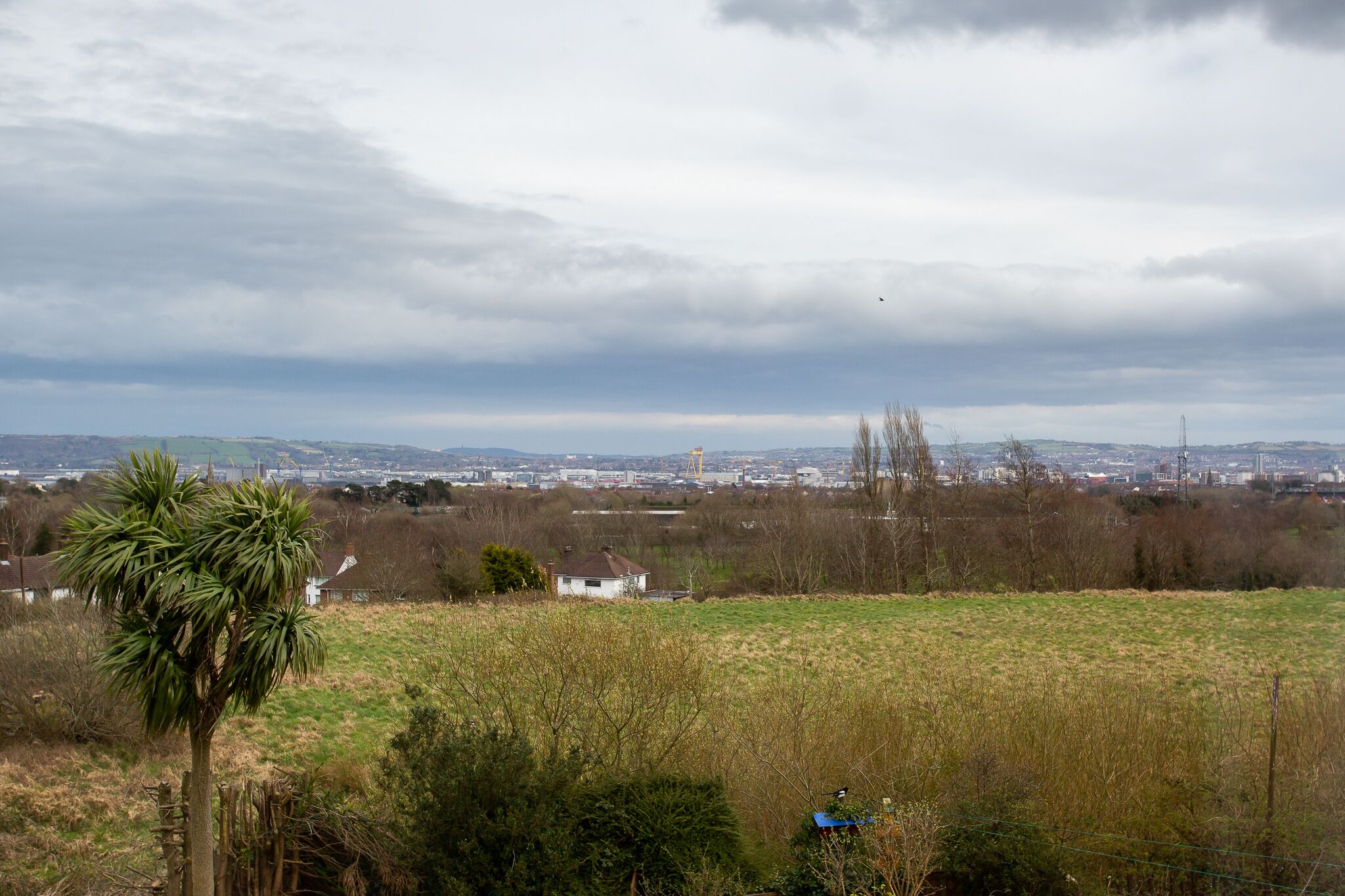 A rural landscape with a palm tree, a small white house, and a field.