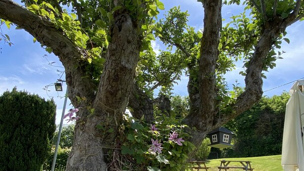 Un árbol con un comedero para pájaros y flores, una mesa de picnic y un césped.