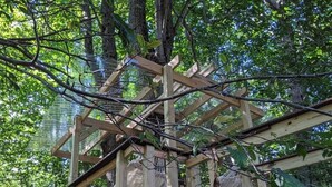 Une cabane en bois construite autour d’un grand arbre, dans une zone boisée.