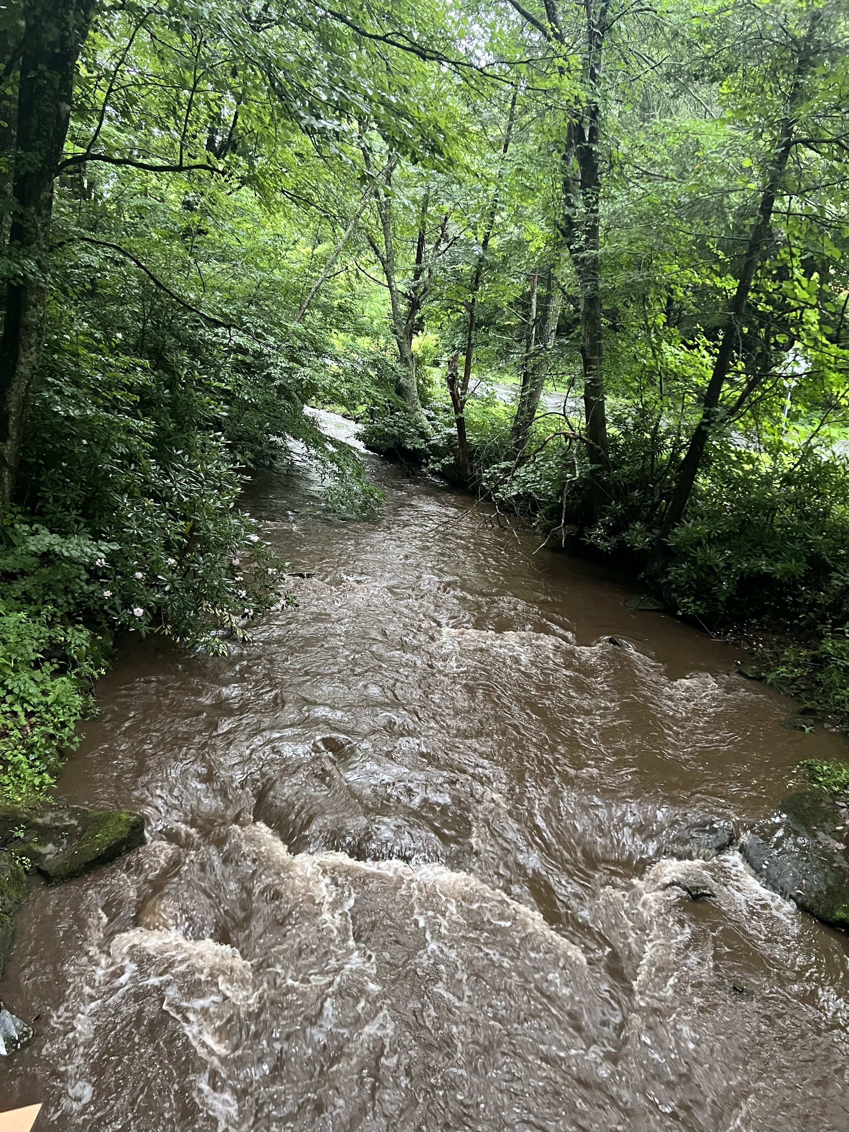 A river flowing through a densely wooded area with trees and foliage on both sides.