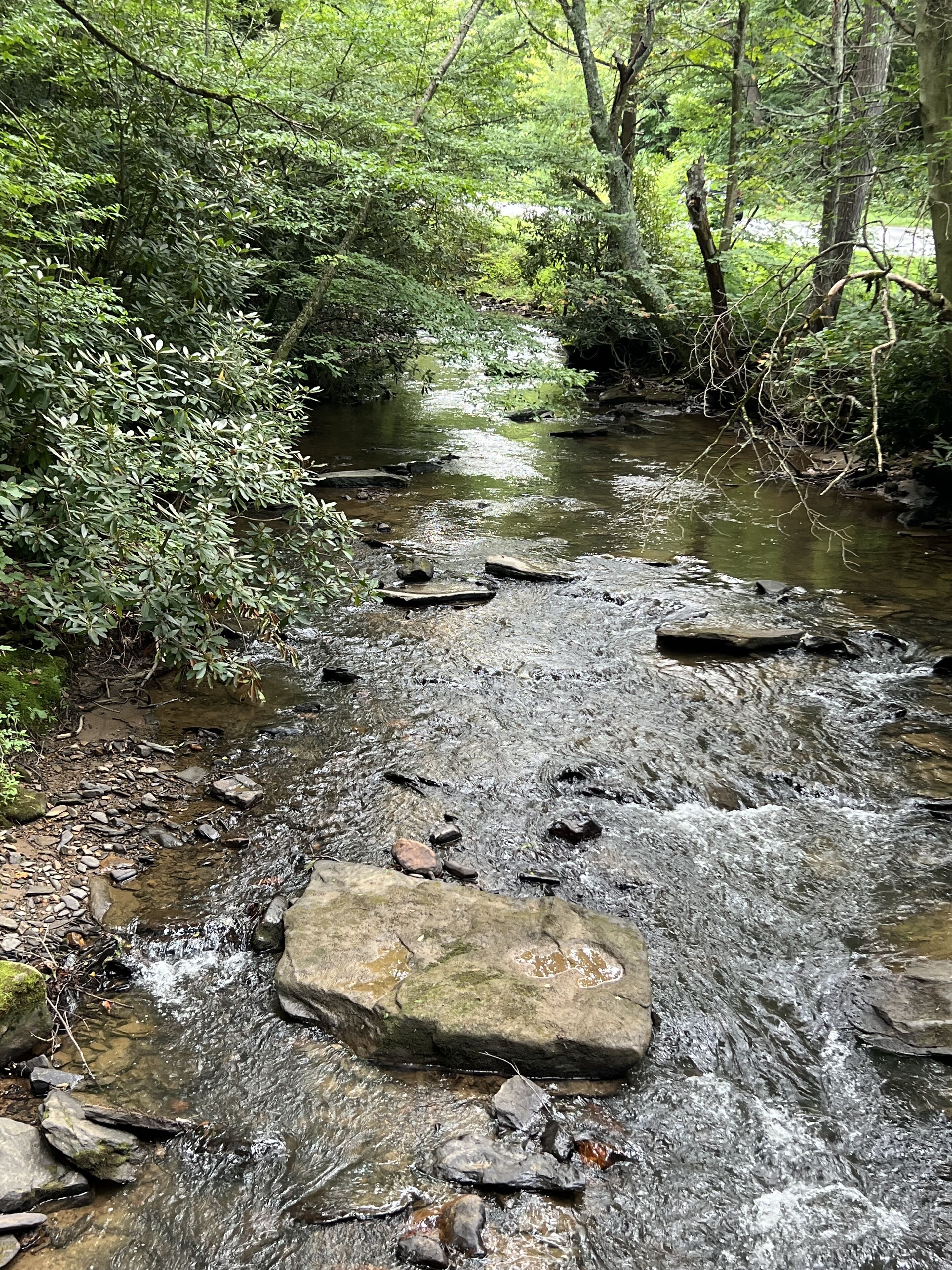 A stream flowing through a forested area with rocks and dense foliage.