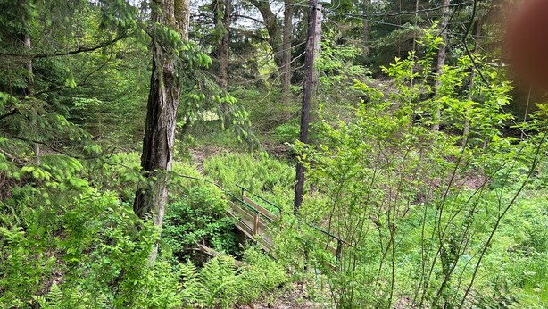 A forested area with a wooden bridge and a utility pole. - Original log cabin on 3 private acres (Boswell)