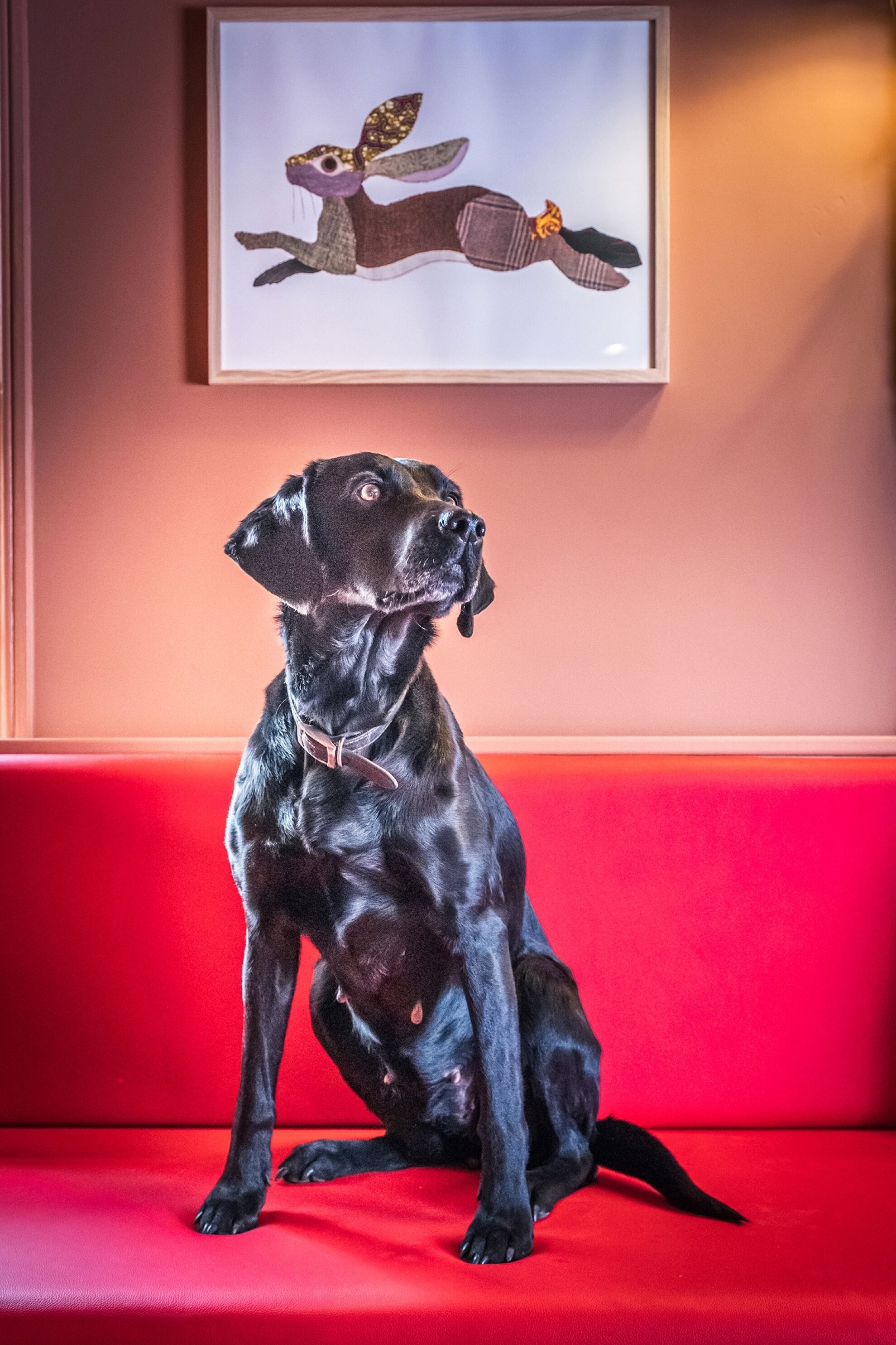 A black dog sitting on a red couch with a framed picture above it.