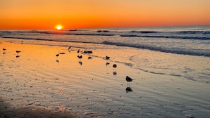 A beach at sunset with waves and birds on the sand. - 3 bedroom house in Crescent Beach. Pets/motorcycles allowed. (North Myrtle Beach)
