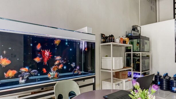 Une pièce comprenant un grand aquarium, un ordinateur portable, une chaise et une petite table sur laquelle est posée une plante en pot.