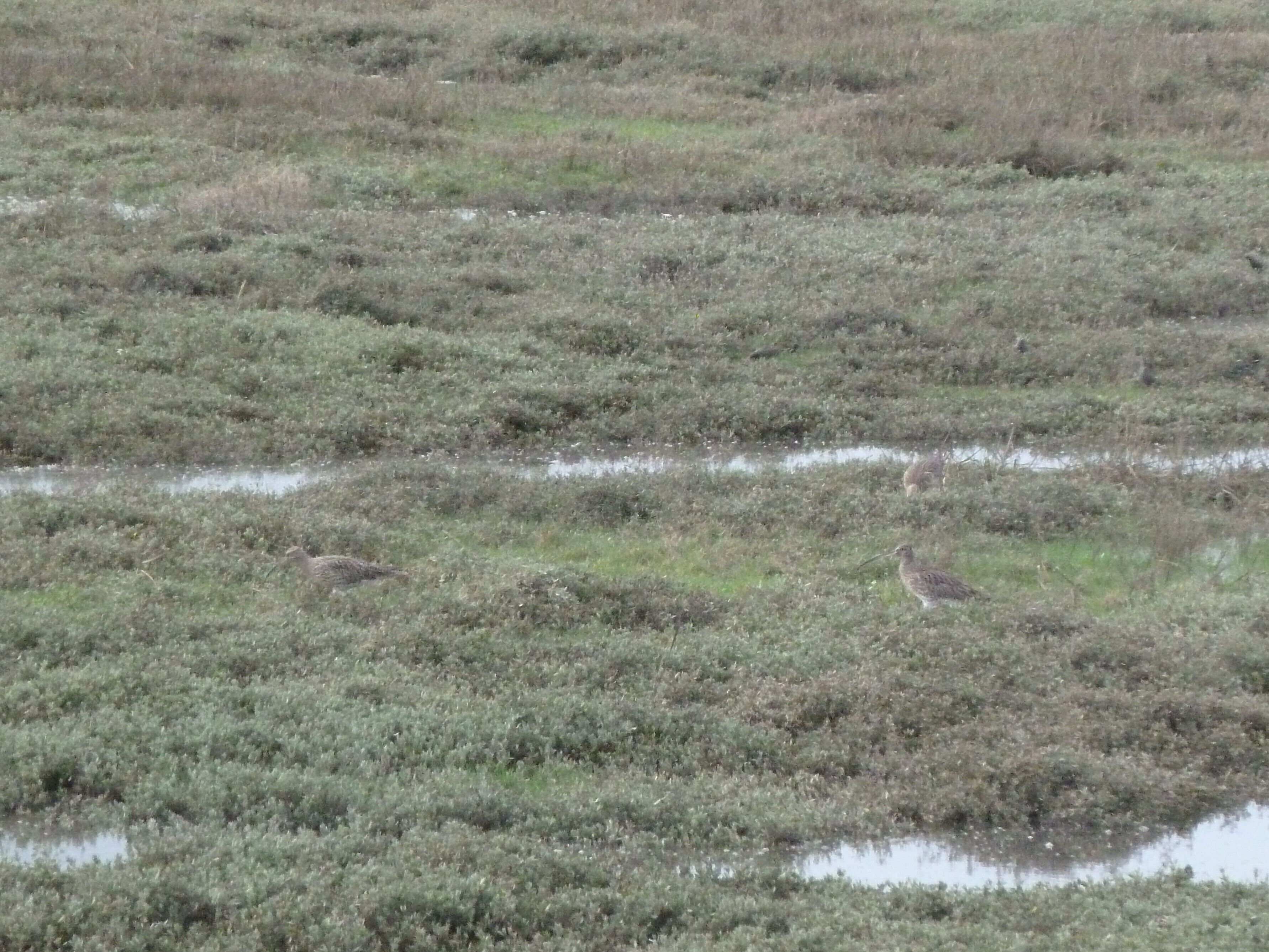 A wetland area with sparse vegetation and two birds.