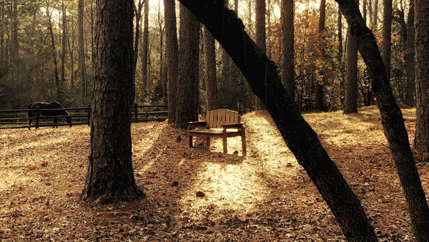 Un banc situé dans une zone boisée, avec de grands arbres et la lumière du soleil qui filtre à travers les feuilles.