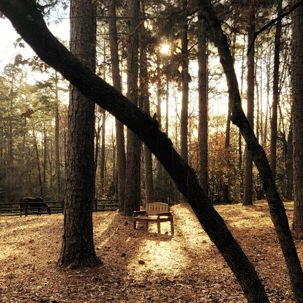 Property grounds - Peaceful Horse Farm Retreat — private balcony and pasture views! (Vass)