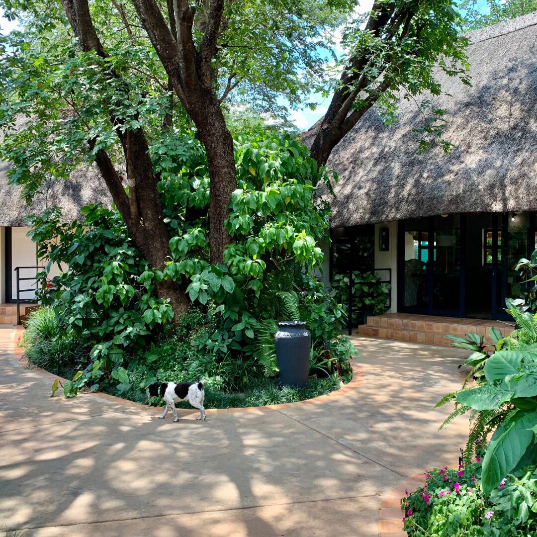A courtyard with a thatched-roof structure, surrounded by lush greenery and a dog walking on the path.
