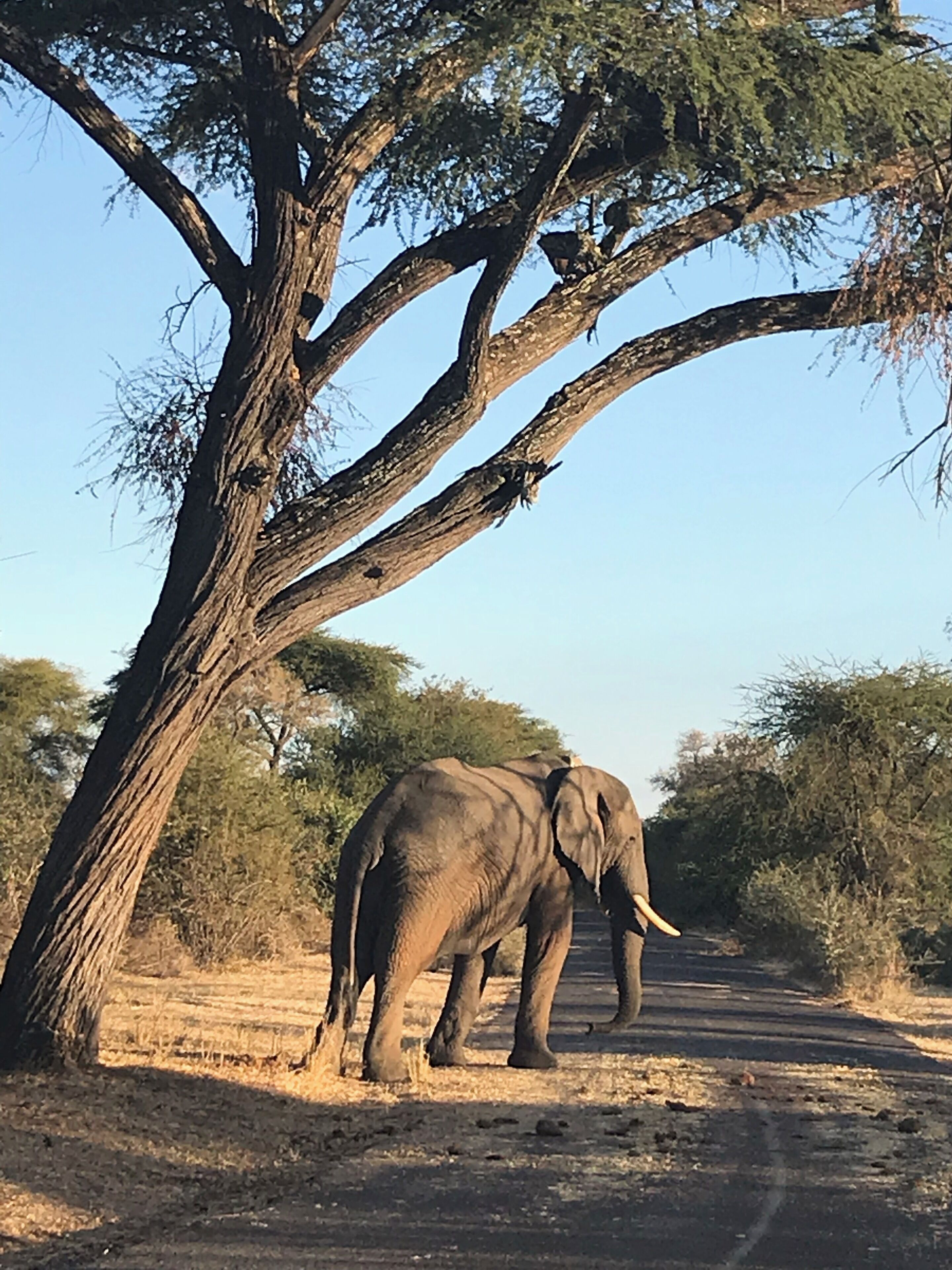 An elephant standing next to a large tree on a dirt path.