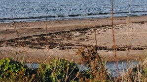 Un paysage côtier avec une plage de sable, une falaise en arrière-plan et de la végétation au premier plan.