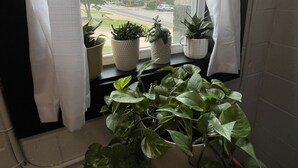 A window with white curtains, a view of a street, and several potted plants on a windowsill. - Former car wash bay apt. Unique!! (Mountain Home, Ar, 72653)