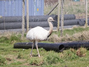 Casa de campo | Áreas de la propiedad