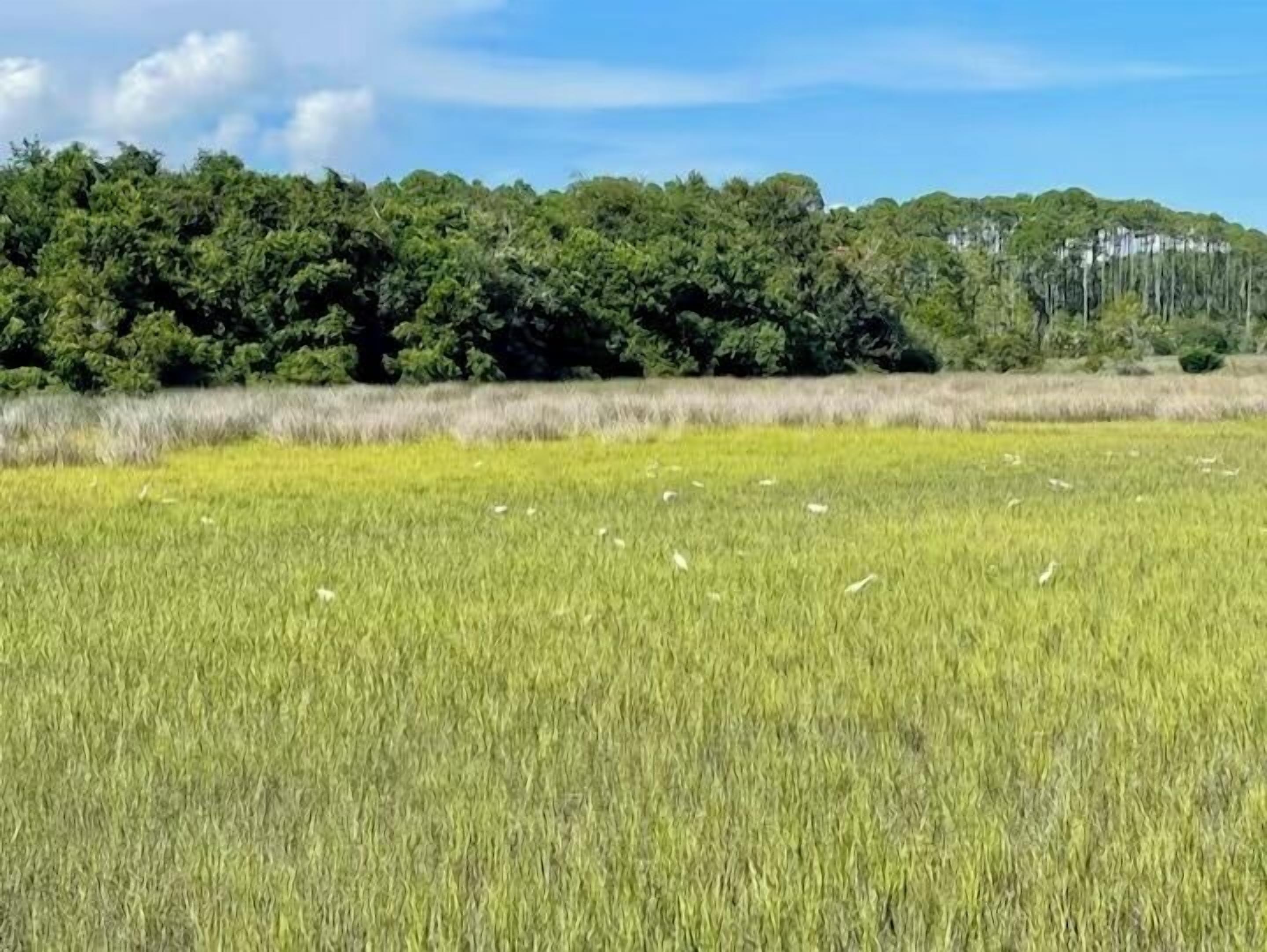 A field with tall grass and a line of trees in the background.