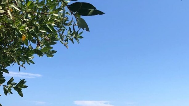 En vacker strand med grunt vatten och tång på sanden.