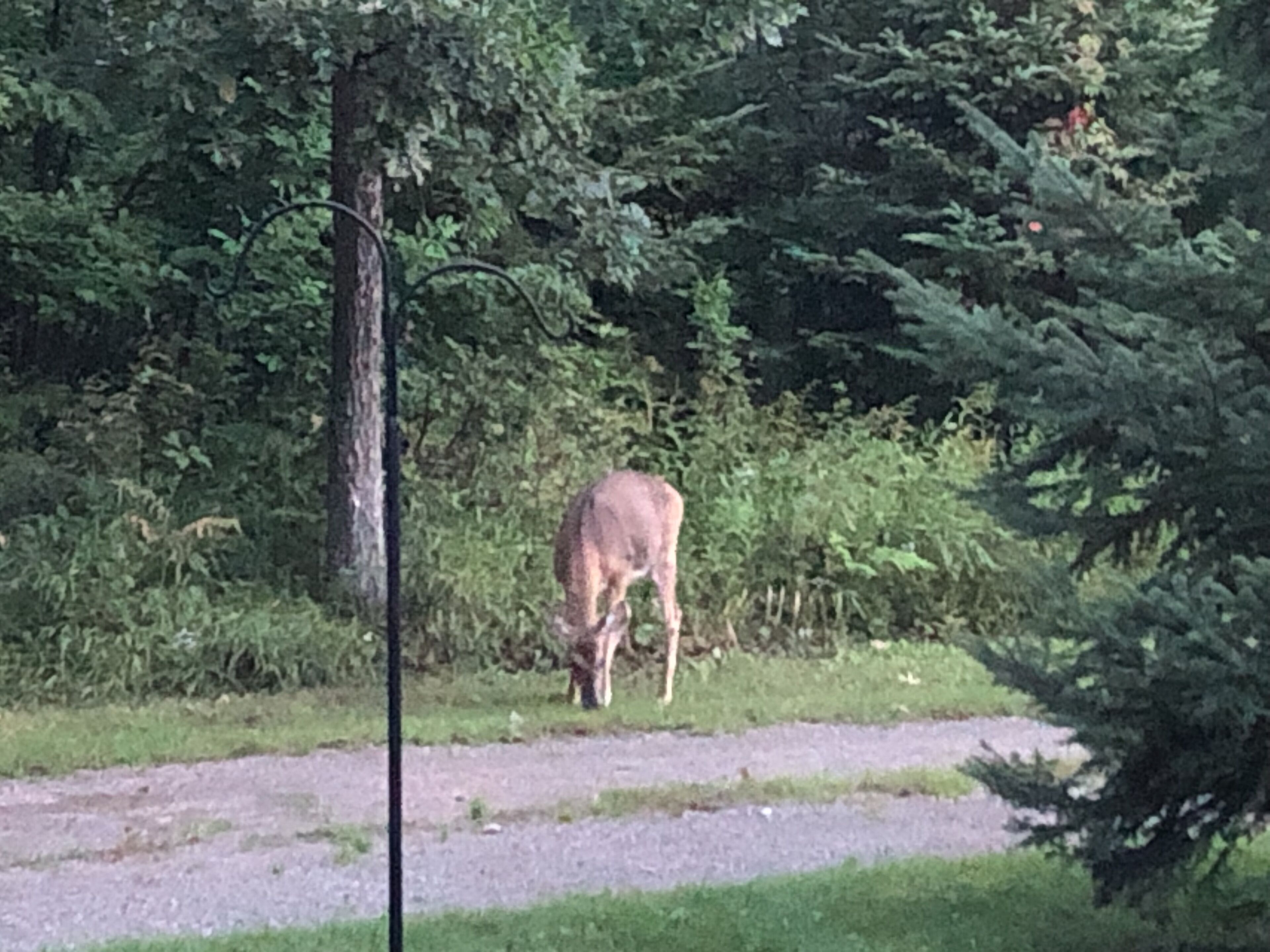 Deer frequent the property