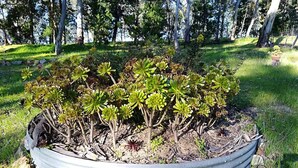 A garden bed with succulents and a metal border.