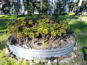 A garden bed with succulents and a metal border. - Accessible & Inclusive studio Barossa Valley SA: It's Bonza! Mill About Vineyard (Williamstown)