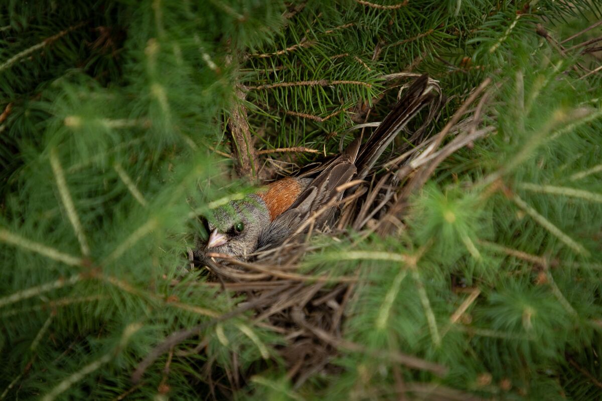 A bird nest with a chick in a grassy area.