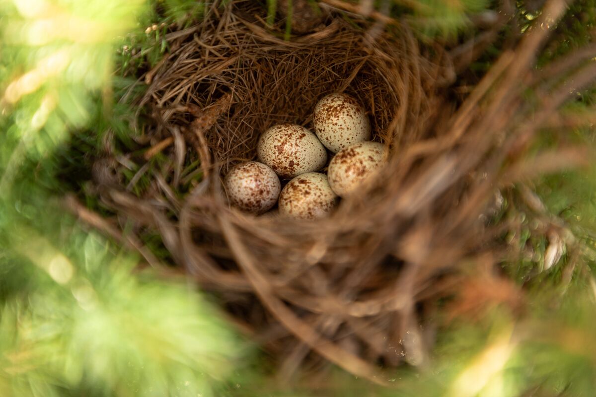 A bird's nest with eggs.