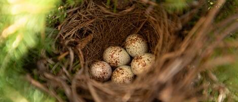 A bird's nest with eggs.