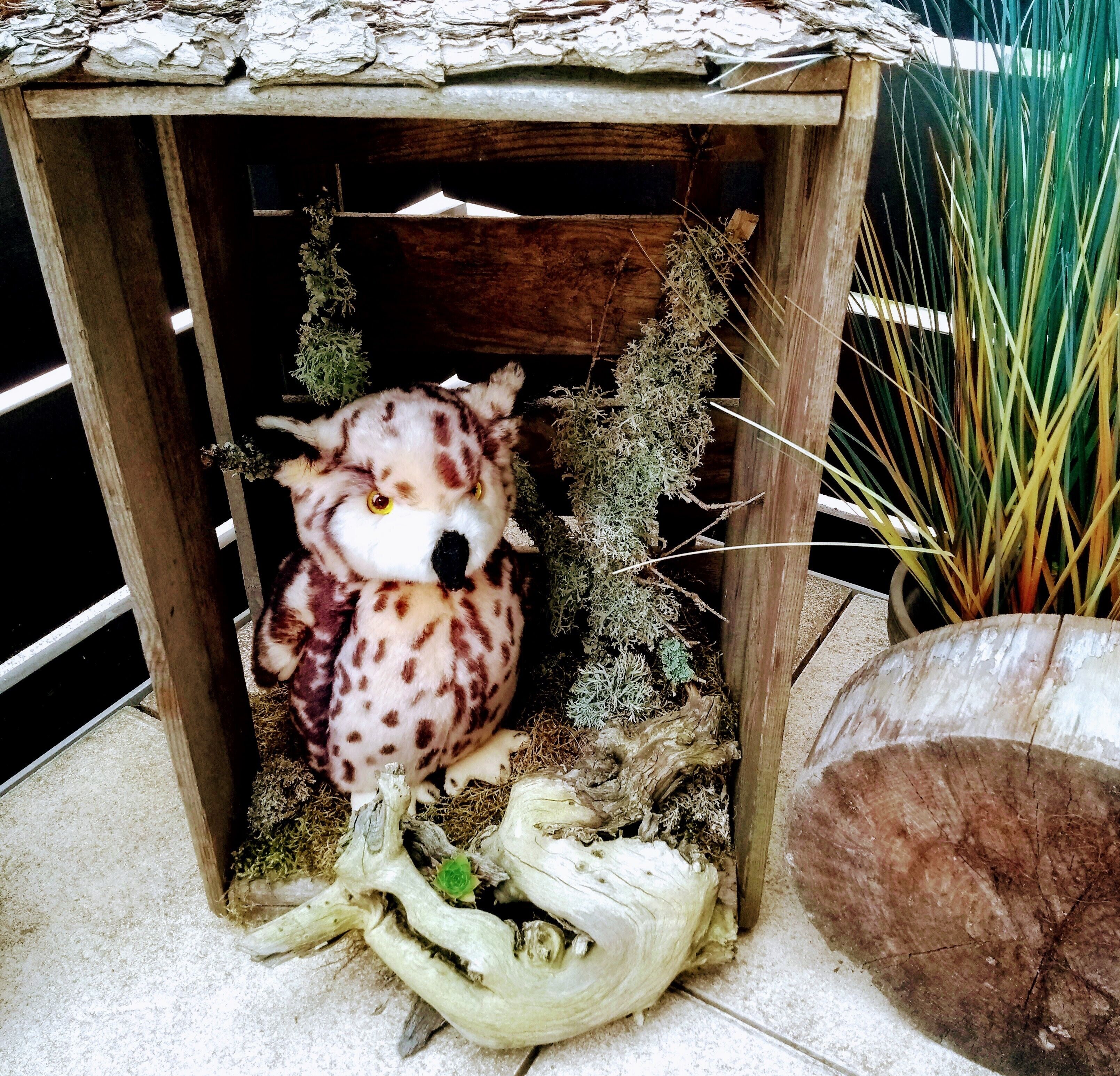 A wooden structure with a stuffed animal inside, surrounded by plants and a large root.
