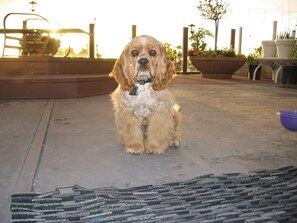 A friendly dog enjoys the outdoor space, surrounded by lush greenery and a metal railing.