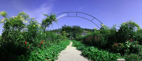 A garden pathway with a curved metal archway, surrounded by lush greenery and various flowering plants.
