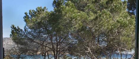 A view of a coastal area with pine trees and a body of water in the background.