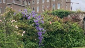 Un jardín con césped, seto y un edificio al fondo.