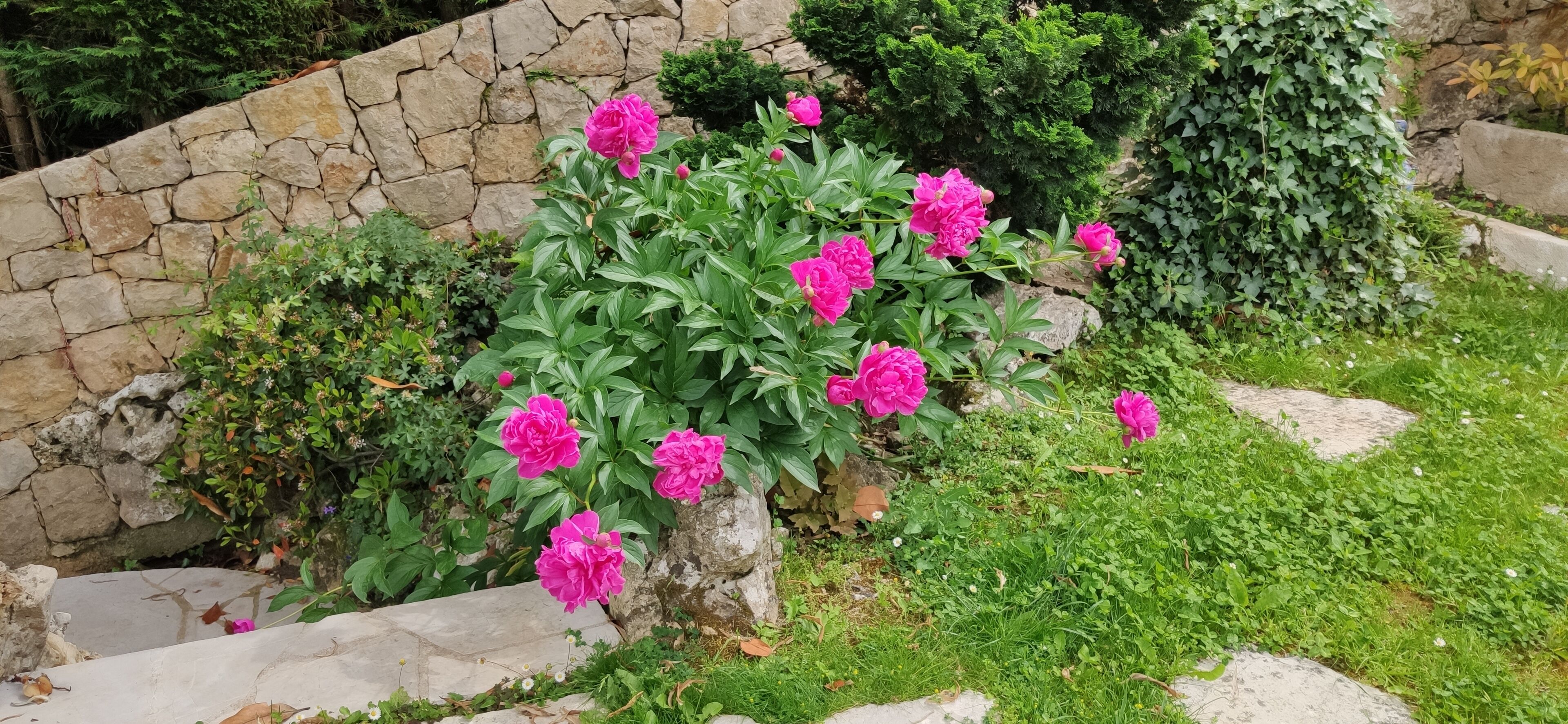 Un jardin agrémenté de plantes à fleurs et doté d’un mur en pierre.