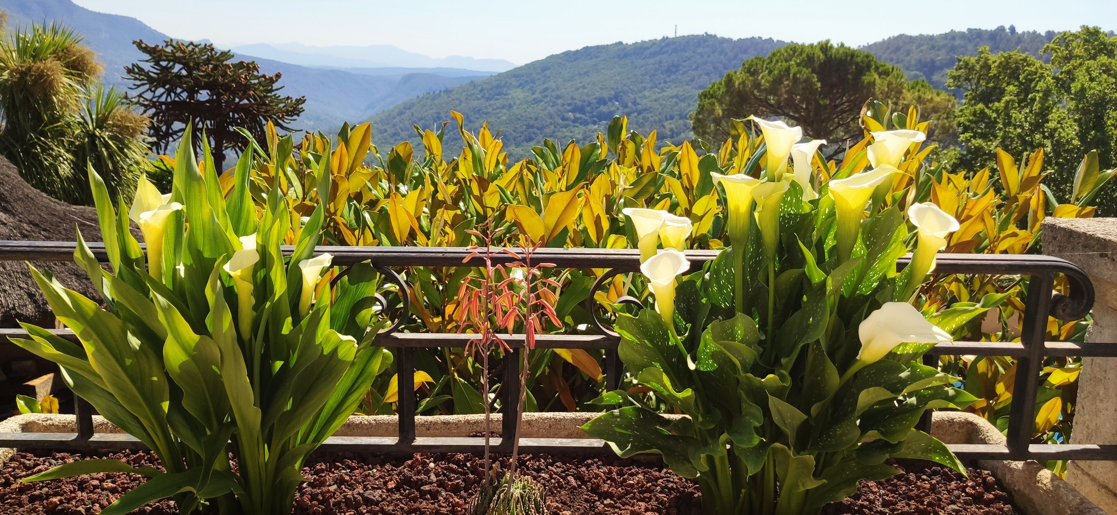 Un jardin agrémenté de fleurs jaunes et blanches, une clôture en métal et, au loin, un paysage montagneux.