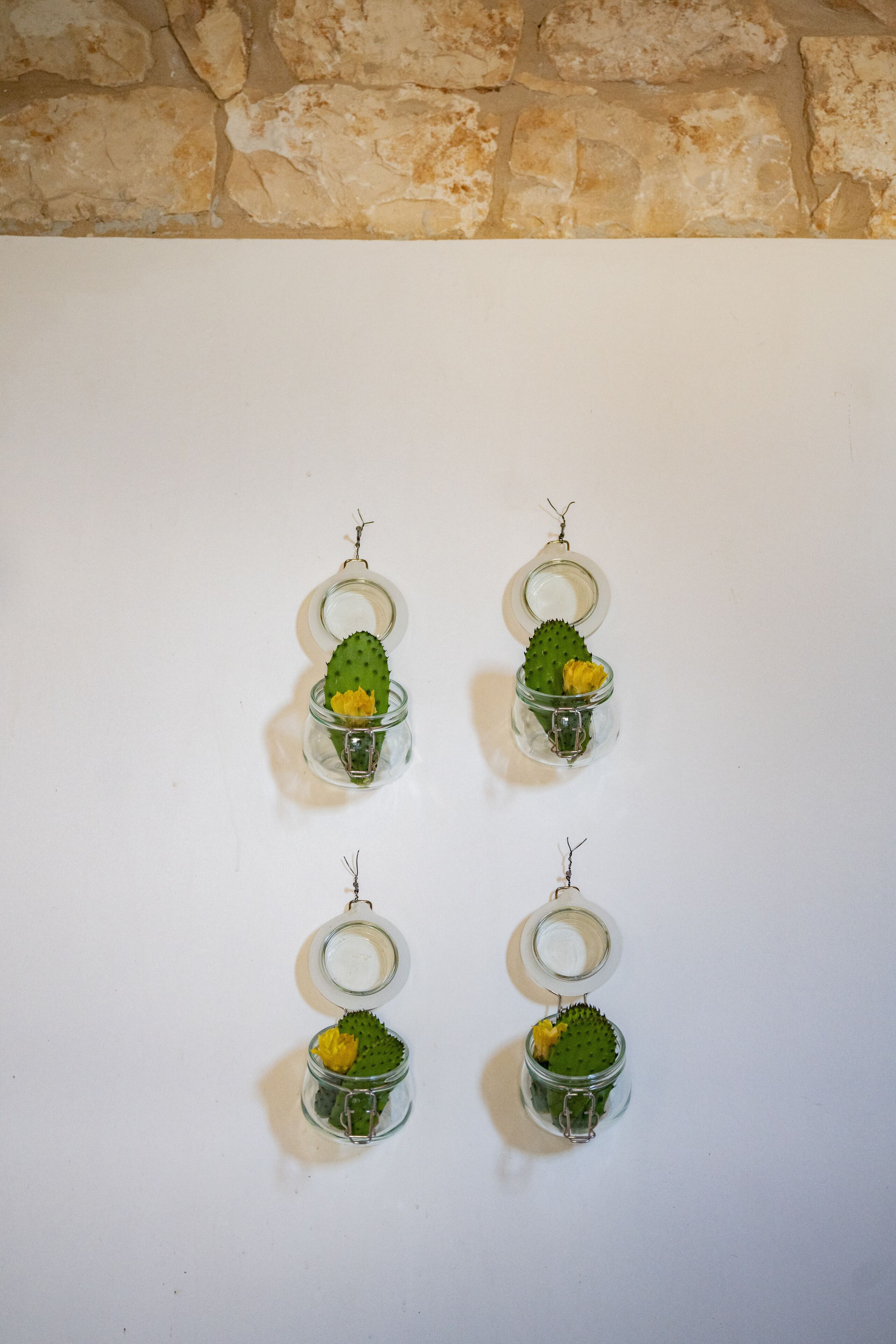Four glass jars with cactus plants and yellow flowers, arranged on a white surface against a stone wall.