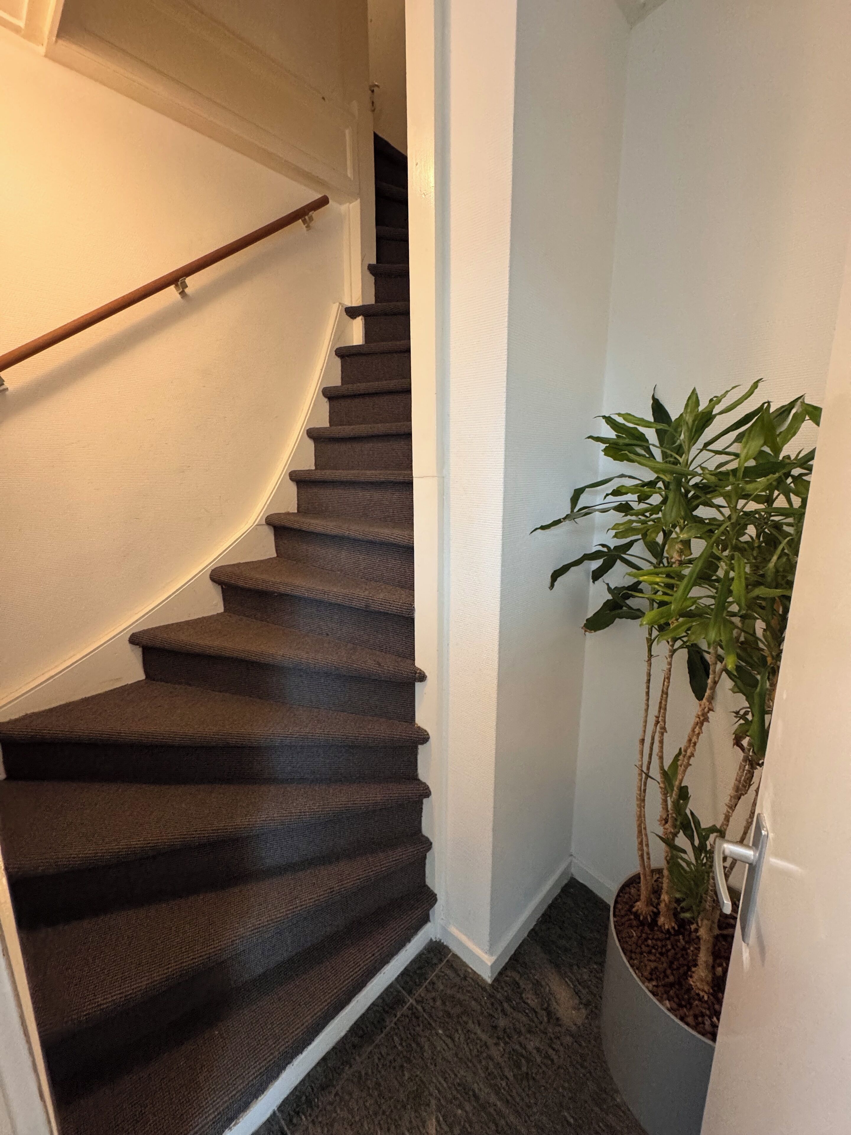 A carpeted staircase with a handrail, a potted plant, and a white wall.