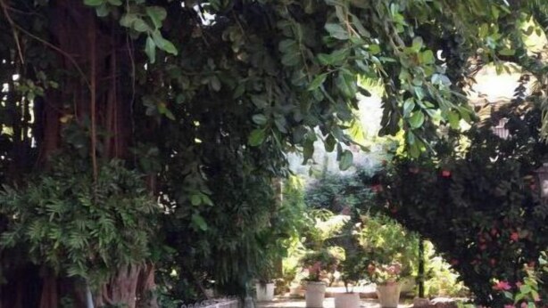 Ein Garten mit befestigtem Weg, Pflanzgefäßen und einem weißen Zaun.
