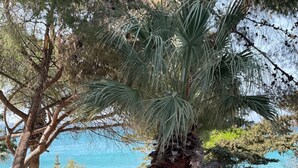 Vista de una zona costera con una palmera y un comedero para pájaros en un árbol, cielo azul despejado y una masa de agua al fondo.