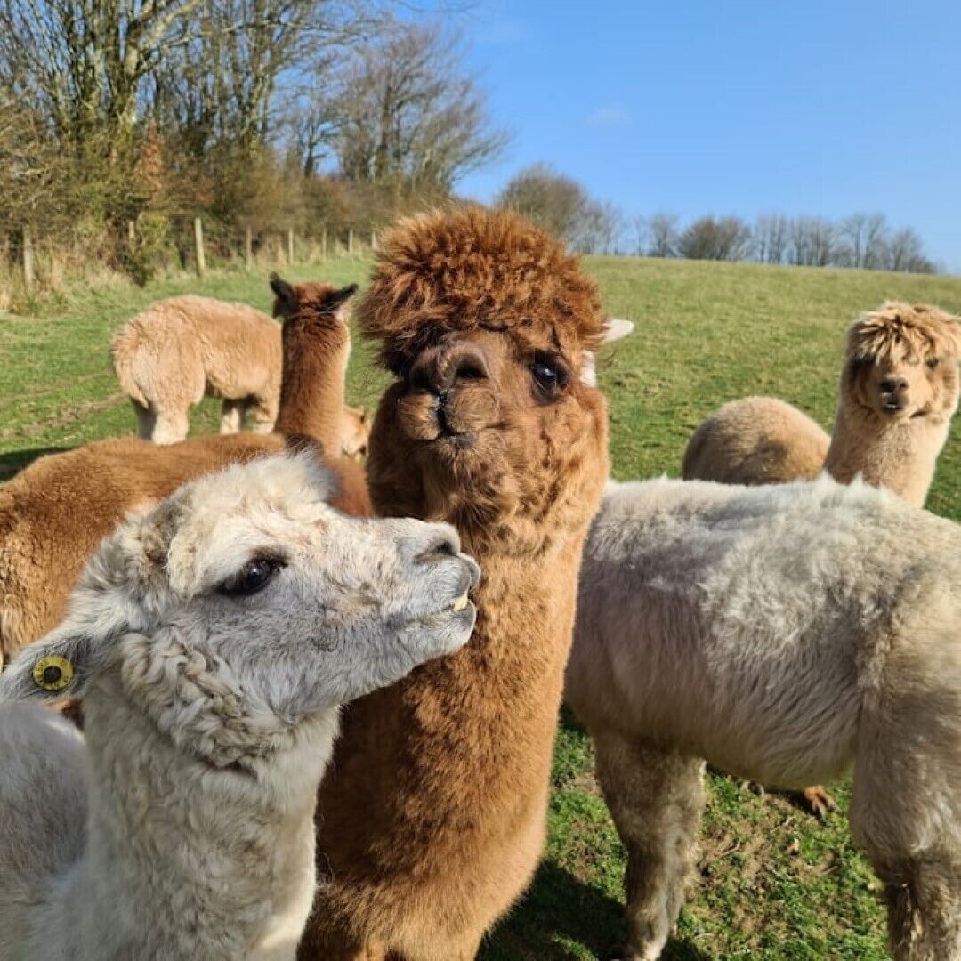 Um grupo de alpacas em um campo gramado, com árvores ao fundo.