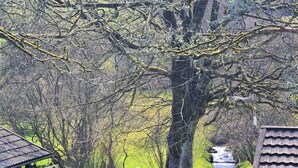 A rustic wooden cabin with a thatched roof, surrounded by a well-maintained lawn and a wooden fence. - Ta Mill Millers Cottage in a Stunning Retreat (Launceston)