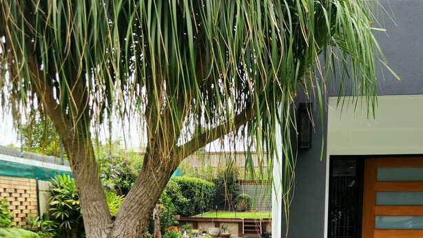 Et moderne hus med en velplejet græsplæne, et stort træ og et lille haveområde med lilla vegetation og sten.