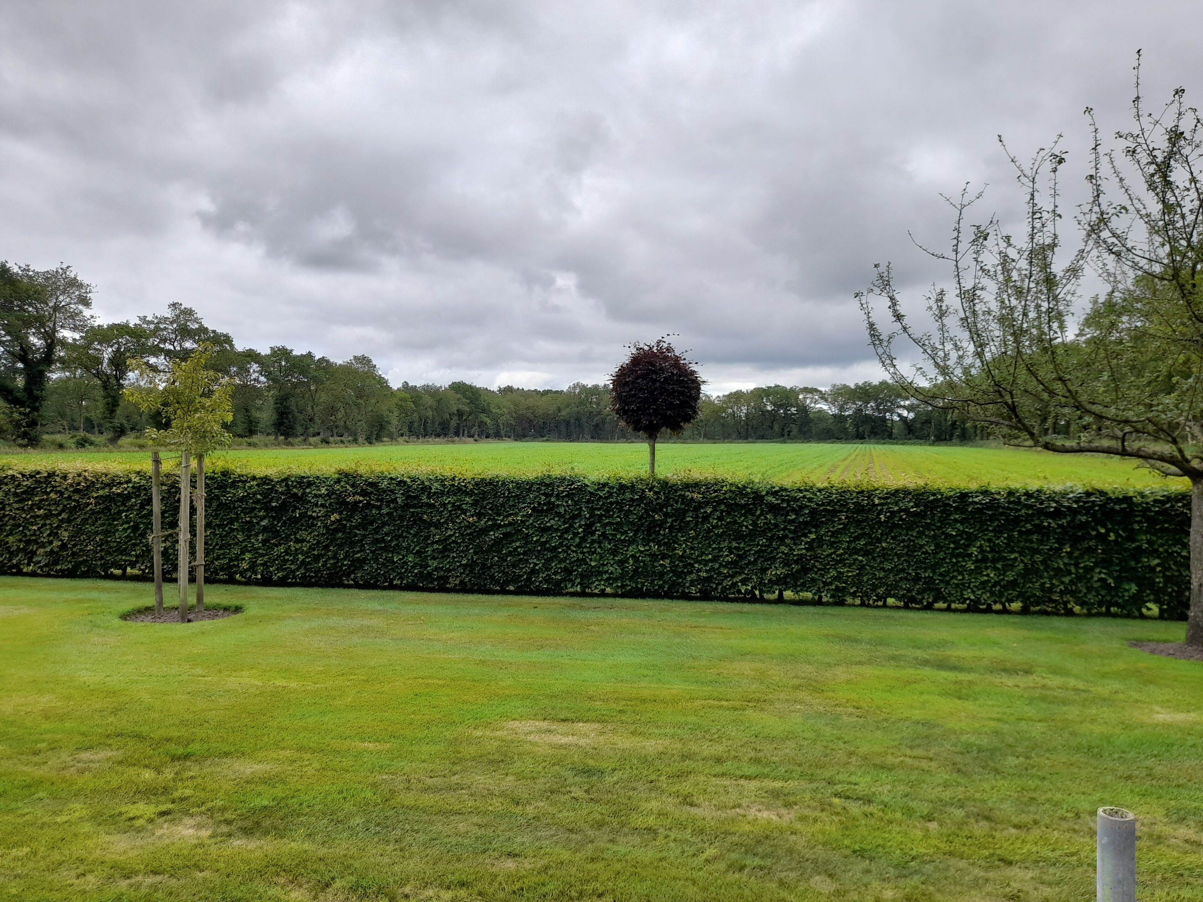 Ein gepflegtes, saftiges Grasfeld mit einer ordentlich geschnittenen Hecke und einem Baum in der Mitte.