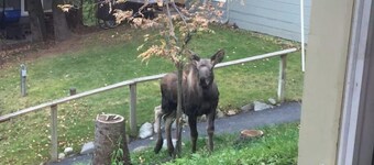 Bootlegger Cove House - Downtown Anchorage