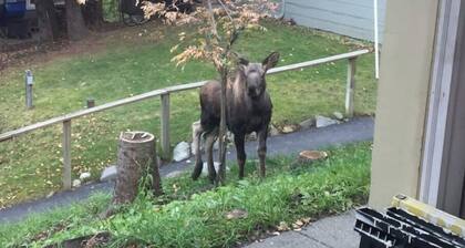 Bootlegger Cove House - Downtown Anchorage