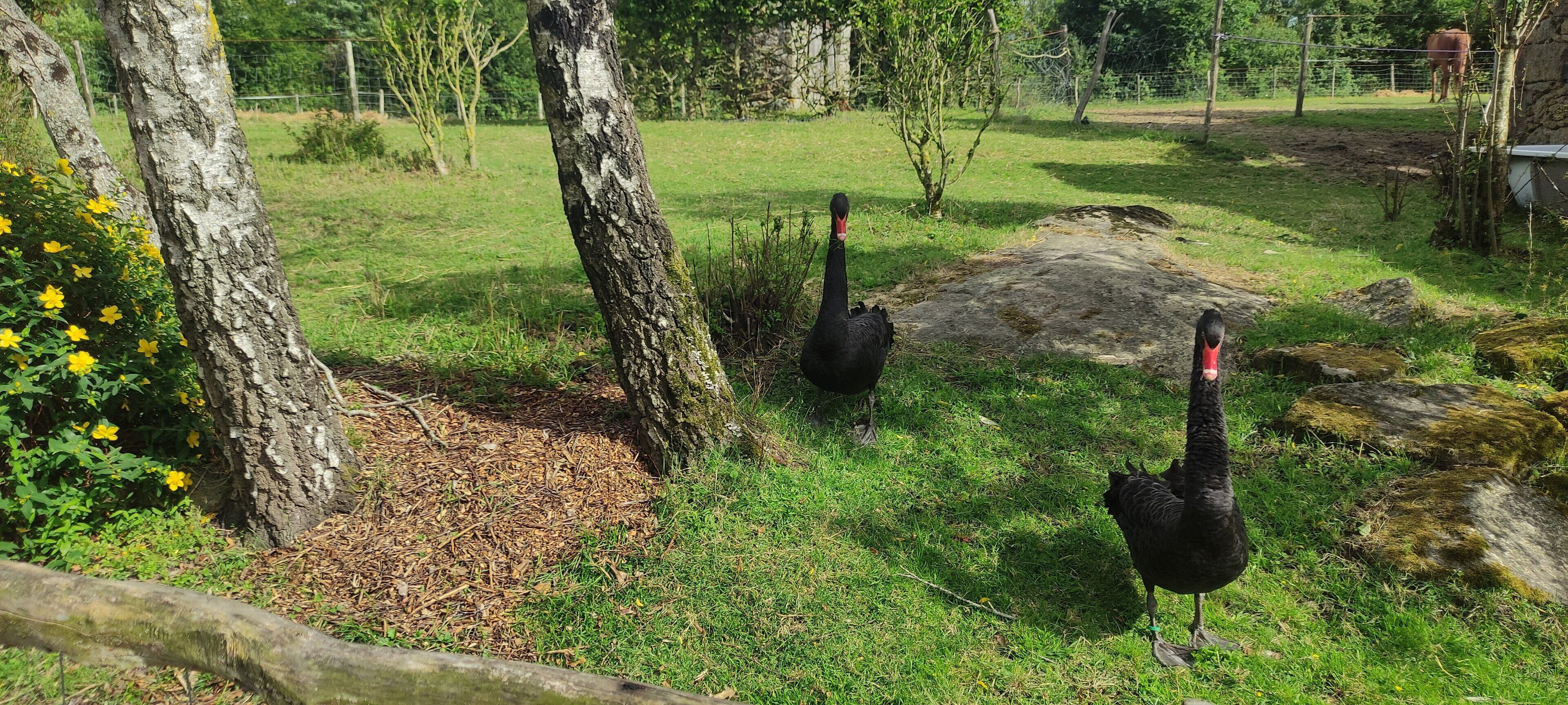 Terrein van de accommodatie