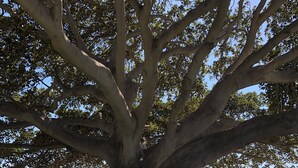 A large tree with a thick trunk and multiple branches, surrounded by grass and a paved path. - Property for Tornado Watchers! (Springfield)