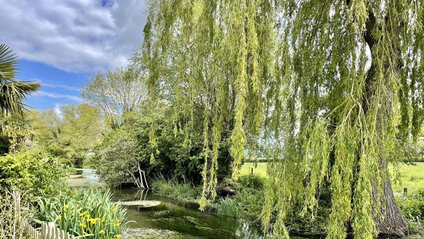 A serene garden with a wooden fence, a small pond, and weeping willow trees.