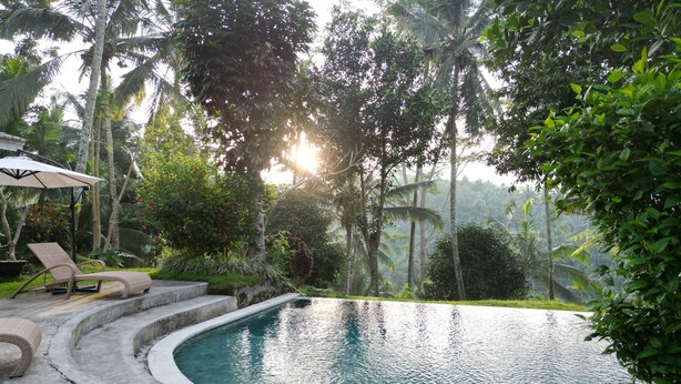 Una piscina de borde curvo, rodeada de abundante vegetación y palmeras.