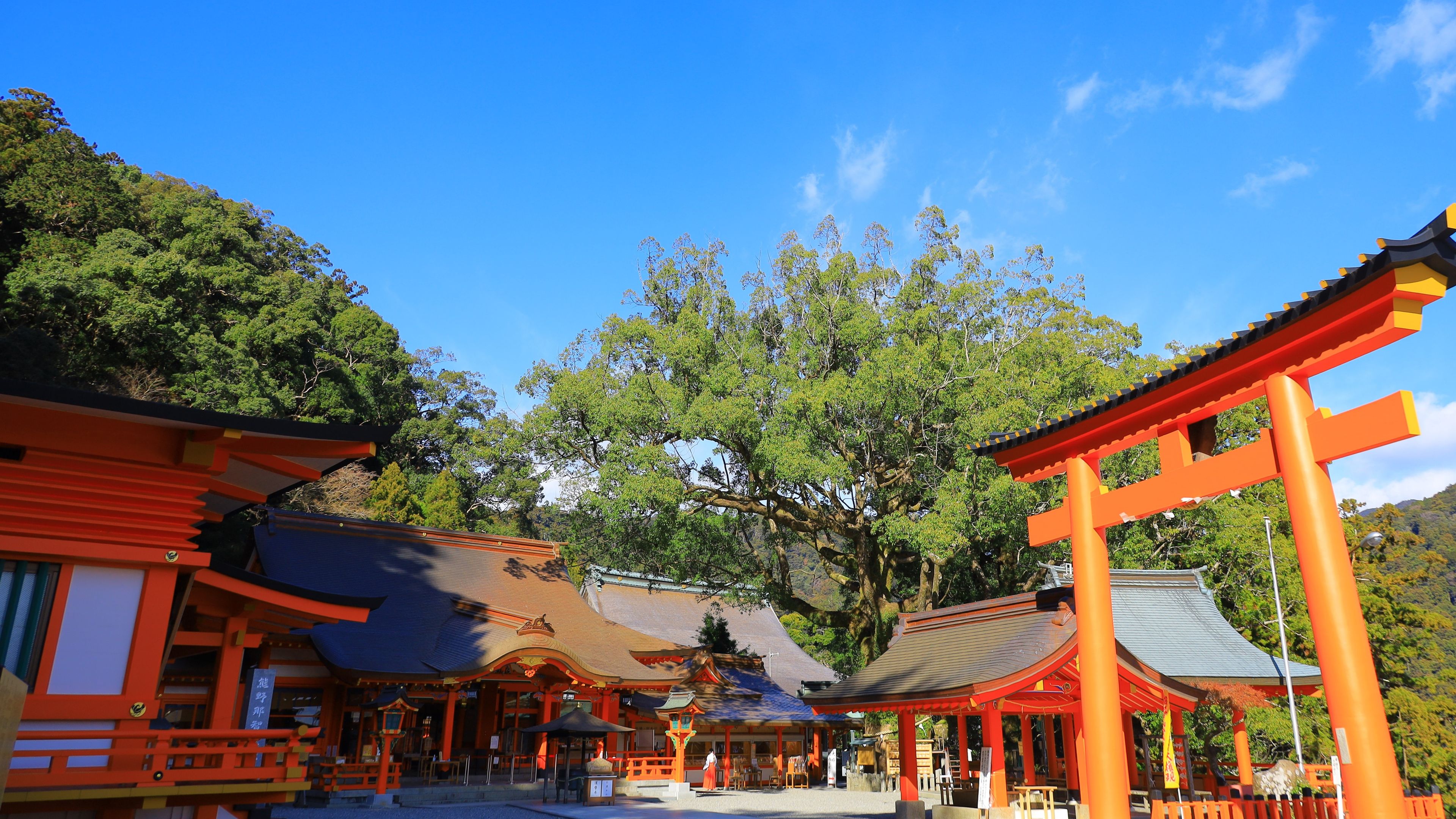 Perinteinen japanilainen pyhäkkö, jossa on punaiset torii-portit, katettu käytävä ja suuri puu taustalla.
